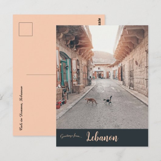 Cats in Douma Lebanon ポストカード (正面/裏面)
