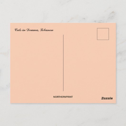 Cats in Douma Lebanon ポストカード (裏面)
