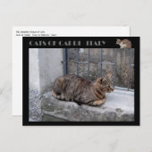 Cats of Capri, tabby cat – イタリア ポストカード (正面/裏面)