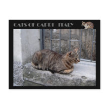 Cats of Capri, tabby cat – イタリア