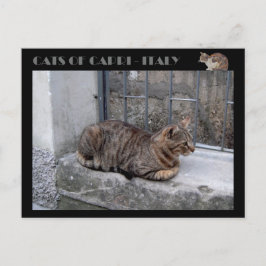 Cats of Capri, tabby cat – イタリア ポストカード