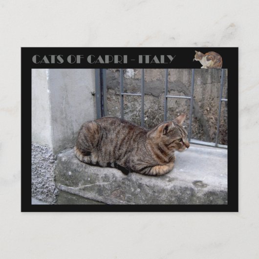 Cats of Capri, tabby cat – イタリア ポストカード (正面)