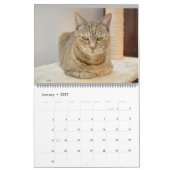 Cats of Vermont 2024 カレンダー (1月 2027)