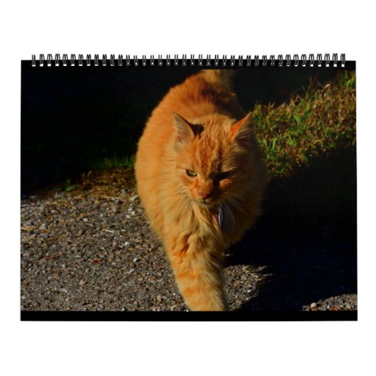 Cats of Vermont 2024 カレンダー (カバー)