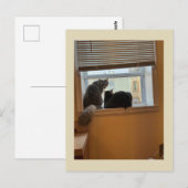 Cats on Windowはがき ポストカード (正面/裏面)
