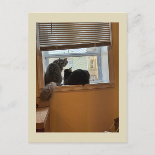 Cats on Windowはがき ポストカード (正面)