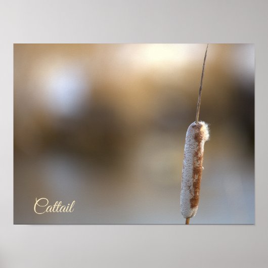 Cattail Plant Photo Poster ポスター (正面)