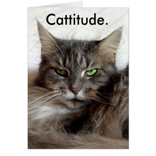 Cattitudeカード (正面)