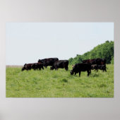 Cattle Black Angus Poster ポスター (正面)
