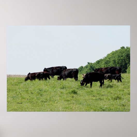 Cattle Black Angus Poster ポスター (正面)