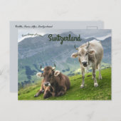 Cattle in Switzerland ポストカード (正面/裏面)