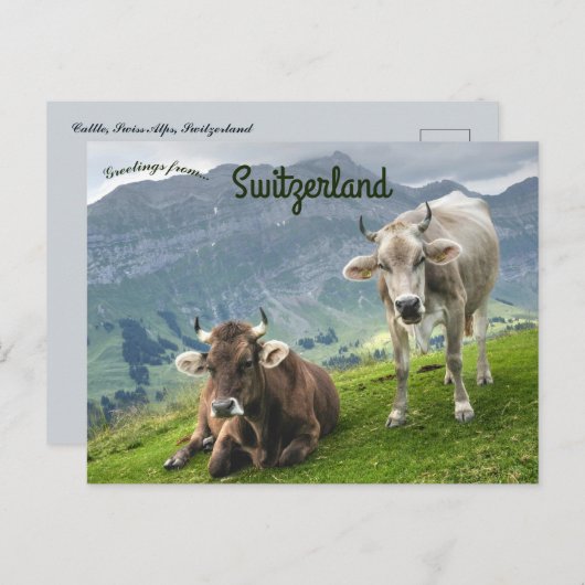 Cattle in Switzerland ポストカード (正面/裏面)