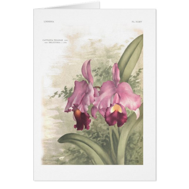 Cattletaのtrianae varのdeliciosa (正面)