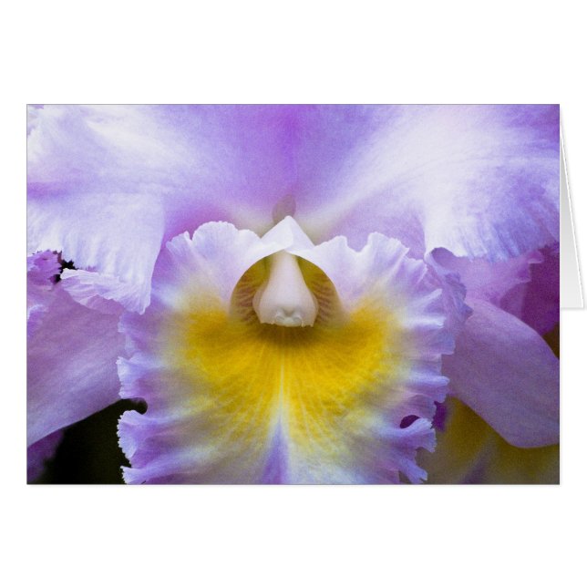 Cattleyaの蘭カード (正面横)