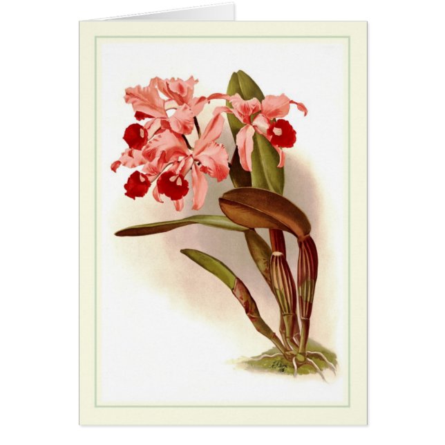 Cattleyaのlawrenceana (正面)