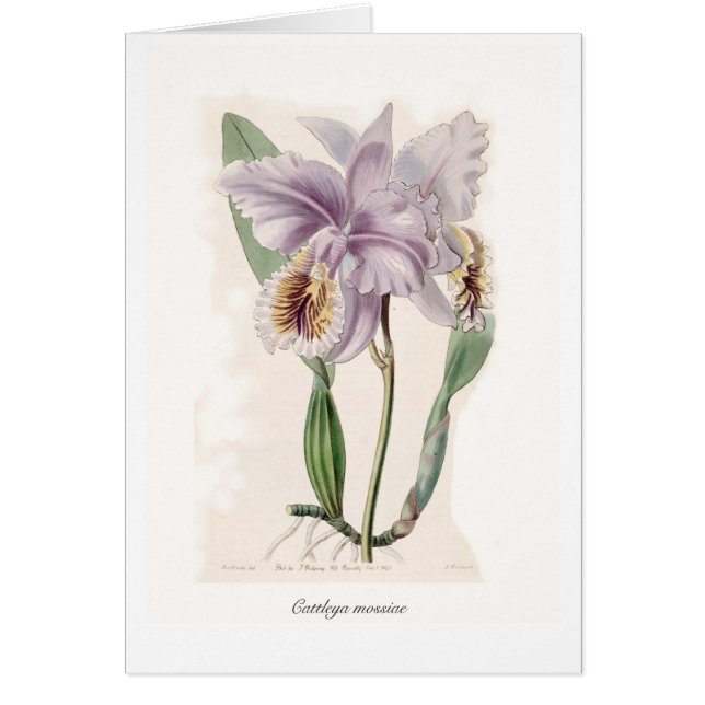 Cattleyaのmossiae (正面)