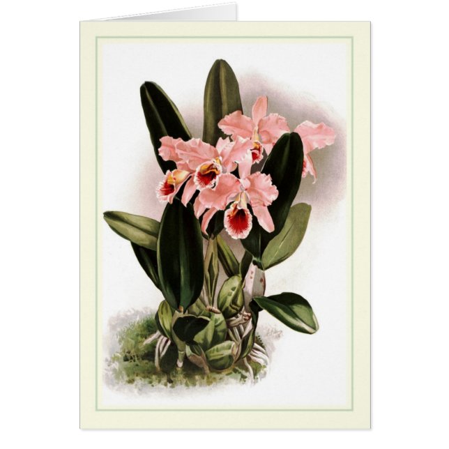 Cattleyaのpercivaliana (正面)