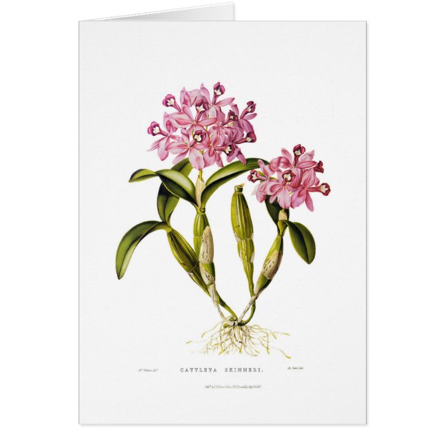 Cattleyaのskinneri (正面)