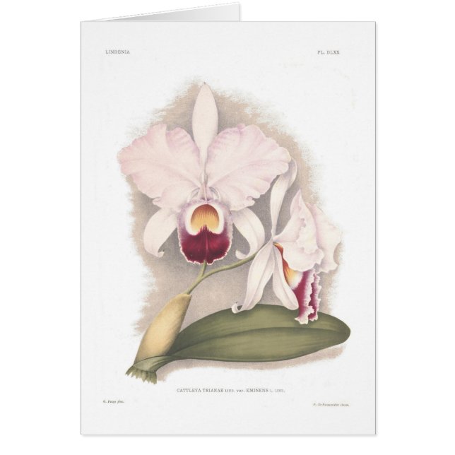 Cattleyaのtrianae varのeminens (正面)