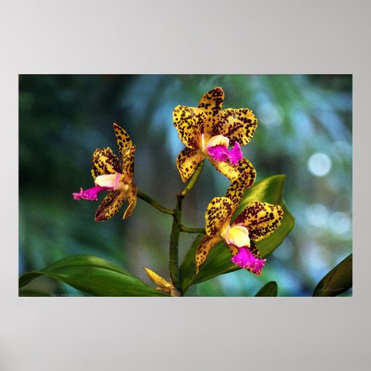 Cattleya Orchid Artポスター–60x40以下 ポスター (正面)