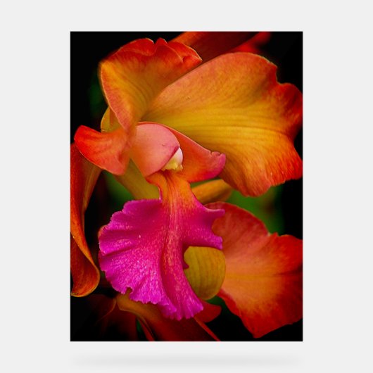 Cattleya Orchid Portrait アクリルサイン (正面)