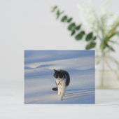 Catwalk CC0093はがき ポストカード (スタンド正面)