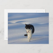 Catwalk CC0093はがき ポストカード (正面/裏面)