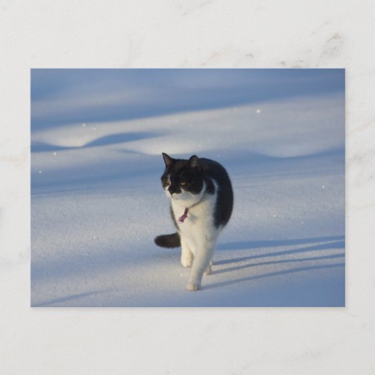 Catwalk CC0093はがき ポストカード (正面)