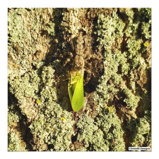 Caught Leafhopper - 写真プリント フォトプリント (正面)
