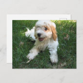 Cavachonはがき、犬の写真を追加 ポストカード (正面/裏面)