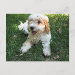 Cavachonはがき、犬の写真を追加 ポストカード