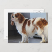 Cavalier King Charlesかわいい子犬のはがき ポストカード (正面/裏面)