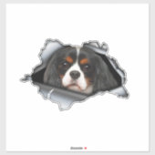 Cavalier King Charles car decal, Cavalier King シール (シート)