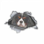 Cavalier King Charles car decal, Cavalier King シール (正面)
