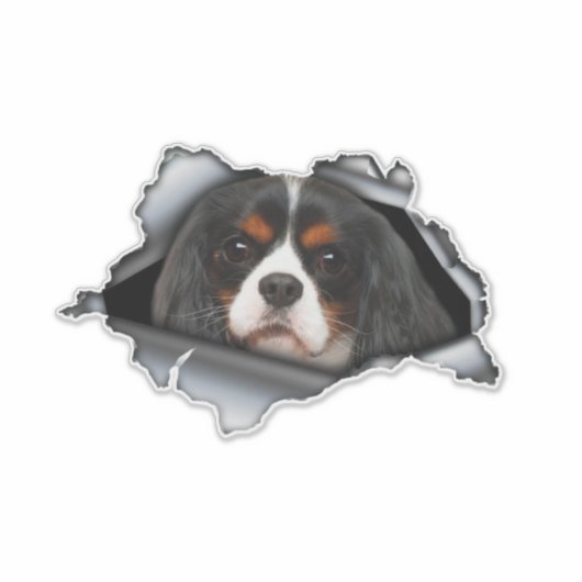 Cavalier King Charles car decal, Cavalier King シール (正面)