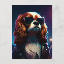 cavalier king charles dans la rue avec un blouson 