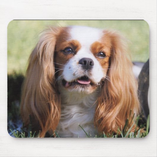Cavalier King Charles Spaniel マウスパッド (正面)