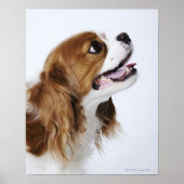 Cavalier King Charles Spaniel, side view ポスター (正面)