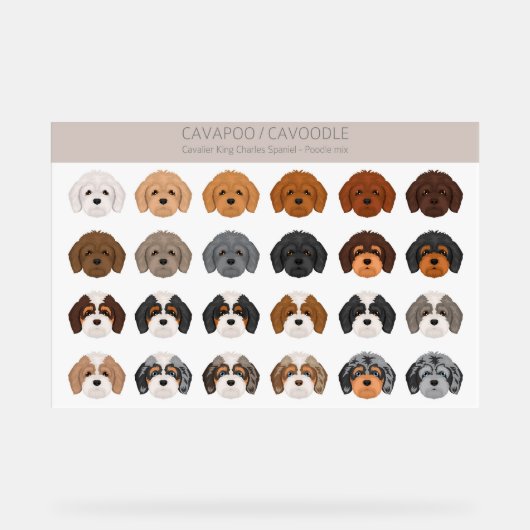Cavapoo, Cavoodle dog mix アクリルサイン (正面)