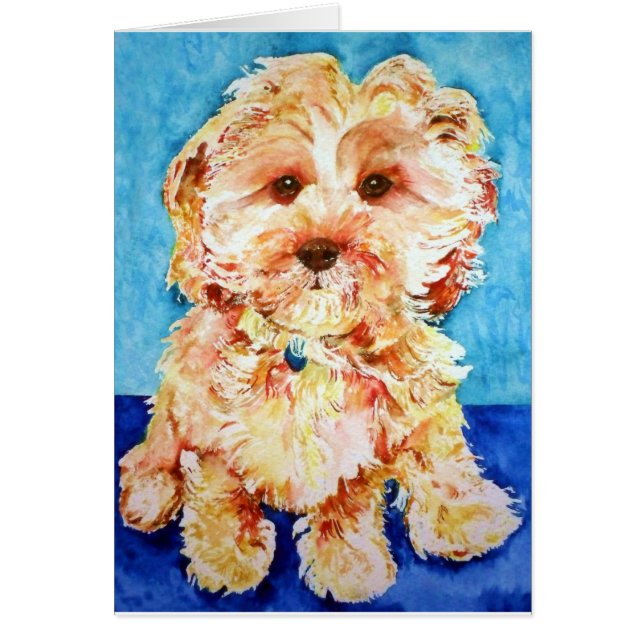 Cavapoo "Ollie"。 (正面)