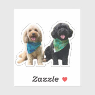 Cavapoodle Cockerpoo子犬デザイナードッグ シール