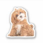 Cavapoodle Cockerpoo子犬デザイナードッグ シール (正面)