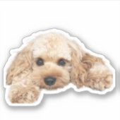 Cavapoodle Cockerpoo子犬デザイナードッグ シール (正面)