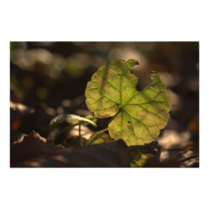 CC0305の11月日曜日写真のプリント フォトプリント
