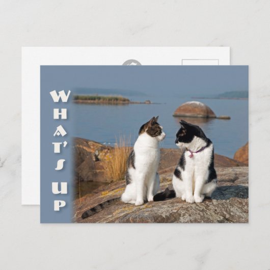 CC0553猫会話ポストカードの概要 ポストカード (正面/裏面)