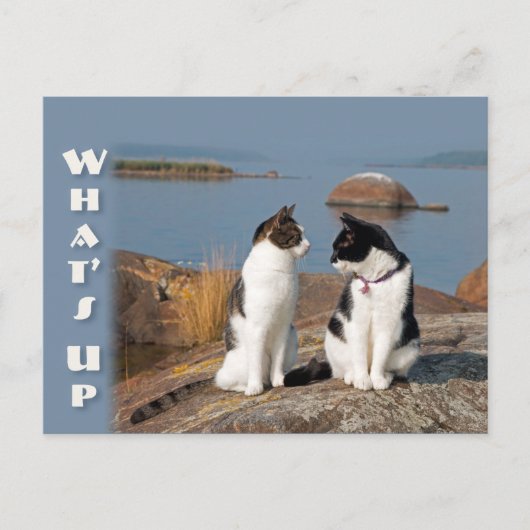 CC0553猫会話ポストカードの概要 ポストカード (正面)