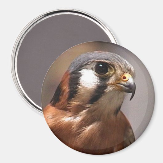 cd2 017 マグネット (正面/裏面)