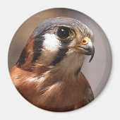 cd2 017 マグネット (正面)