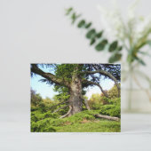 Cedar-of-Lebanon Tree Postcard ポストカード (スタンド正面)
