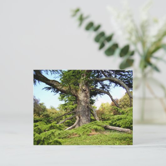 Cedar-of-Lebanon Tree Postcard ポストカード (スタンド正面)